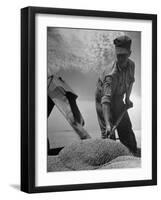 Farm Worker Shoveling Harvested Wheat-Ed Clark-Framed Premium Photographic Print