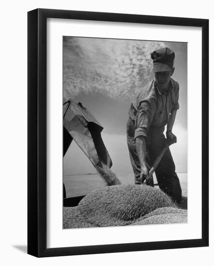 Farm Worker Shoveling Harvested Wheat-Ed Clark-Framed Premium Photographic Print