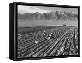 Farm workers harvesting  near Mount Williamson, Manzanar Relocation Center, California, 1943-Ansel Adams-Framed Stretched Canvas