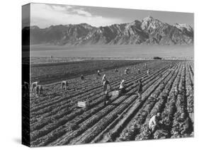 Farm workers harvesting  near Mount Williamson, Manzanar Relocation Center, California, 1943-Ansel Adams-Stretched Canvas