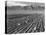 Farm workers harvesting  near Mount Williamson, Manzanar Relocation Center, California, 1943-Ansel Adams-Stretched Canvas