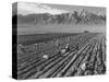 Farm workers harvesting  near Mount Williamson, Manzanar Relocation Center, California, 1943-Ansel Adams-Stretched Canvas