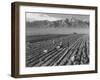 Farm workers harvesting  near Mount Williamson, Manzanar Relocation Center, California, 1943-Ansel Adams-Framed Photographic Print