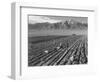 Farm workers harvesting  near Mount Williamson, Manzanar Relocation Center, California, 1943-Ansel Adams-Framed Photographic Print