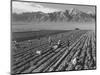 Farm workers harvesting  near Mount Williamson, Manzanar Relocation Center, California, 1943-Ansel Adams-Mounted Photographic Print