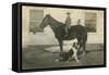 Farmboy with Cat on Horse and Dog-null-Framed Stretched Canvas