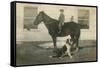 Farmboy with Cat on Horse and Dog-null-Framed Stretched Canvas