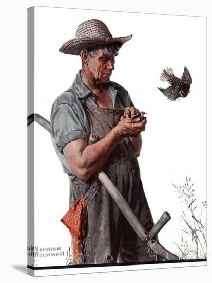 "Farmer and the Bird" or "Harvest Time", August 18,1923-Norman Rockwell-Stretched Canvas