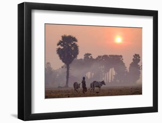 Farmer Bringing His Cows in the Fields, Kompong Thom (Kampong Thom), Kompong Thom Province-Nathalie Cuvelier-Framed Photographic Print