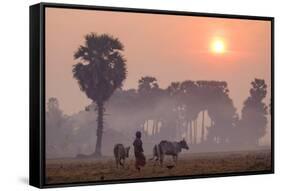 Farmer Bringing His Cows in the Fields, Kompong Thom (Kampong Thom), Kompong Thom Province-Nathalie Cuvelier-Framed Stretched Canvas