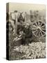 Farmer Collecting Husked Corn to Load into a Horse Drawn Wagon in Washington County, Maryland, 1937-Arthur Rothstein-Stretched Canvas