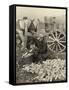 Farmer Collecting Husked Corn to Load into a Horse Drawn Wagon in Washington County, Maryland, 1937-Arthur Rothstein-Framed Stretched Canvas