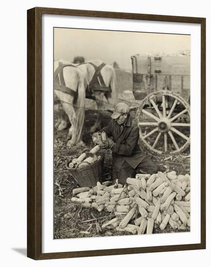 Farmer Collecting Husked Corn to Load into a Horse Drawn Wagon in Washington County, Maryland, 1937-Arthur Rothstein-Framed Photo