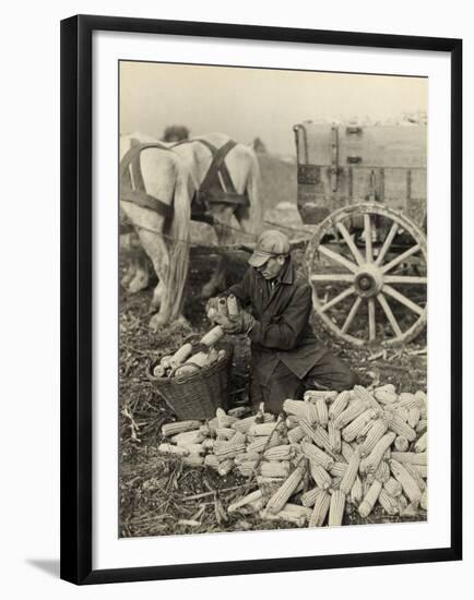 Farmer Collecting Husked Corn to Load into a Horse Drawn Wagon in Washington County, Maryland, 1937-Arthur Rothstein-Framed Photo