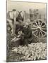 Farmer Collecting Husked Corn to Load into a Horse Drawn Wagon in Washington County, Maryland, 1937-Arthur Rothstein-Mounted Photo