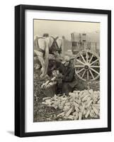 Farmer Collecting Husked Corn to Load into a Horse Drawn Wagon in Washington County, Maryland, 1937-Arthur Rothstein-Framed Photo