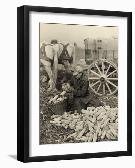 Farmer Collecting Husked Corn to Load into a Horse Drawn Wagon in Washington County, Maryland, 1937-Arthur Rothstein-Framed Photo