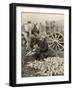 Farmer Collecting Husked Corn to Load into a Horse Drawn Wagon in Washington County, Maryland, 1937-Arthur Rothstein-Framed Photo