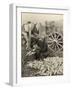 Farmer Collecting Husked Corn to Load into a Horse Drawn Wagon in Washington County, Maryland, 1937-Arthur Rothstein-Framed Photo