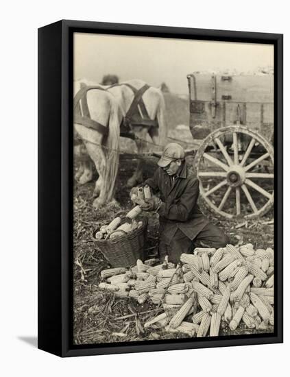 Farmer Collecting Husked Corn to Load into a Horse Drawn Wagon in Washington County, Maryland, 1937-Arthur Rothstein-Framed Stretched Canvas