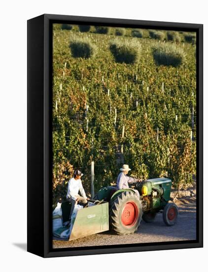 Farmer Driving a Tractor in Lujan De Cuyo, Mendoza Region, Argentina, South America-Yadid Levy-Framed Stretched Canvas
