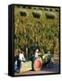 Farmer Driving a Tractor in Lujan De Cuyo, Mendoza Region, Argentina, South America-Yadid Levy-Framed Stretched Canvas