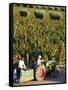 Farmer Driving a Tractor in Lujan De Cuyo, Mendoza Region, Argentina, South America-Yadid Levy-Framed Stretched Canvas