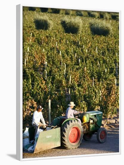 Farmer Driving a Tractor in Lujan De Cuyo, Mendoza Region, Argentina, South America-Yadid Levy-Framed Photographic Print