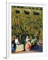 Farmer Driving a Tractor in Lujan De Cuyo, Mendoza Region, Argentina, South America-Yadid Levy-Framed Photographic Print