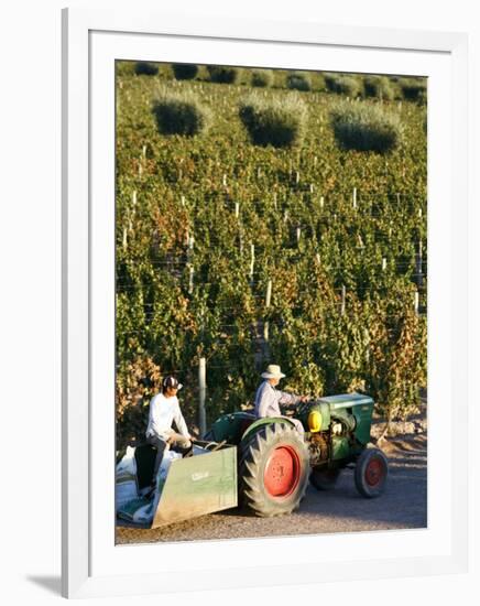 Farmer Driving a Tractor in Lujan De Cuyo, Mendoza Region, Argentina, South America-Yadid Levy-Framed Photographic Print