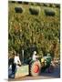 Farmer Driving a Tractor in Lujan De Cuyo, Mendoza Region, Argentina, South America-Yadid Levy-Mounted Photographic Print