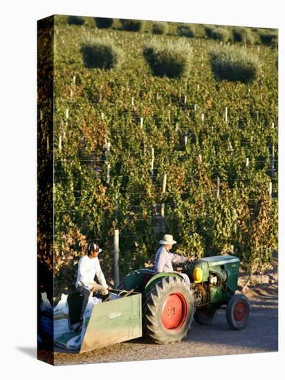 Farmer Driving a Tractor in Lujan De Cuyo, Mendoza Region, Argentina, South America-Yadid Levy-Stretched Canvas