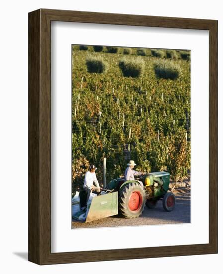 Farmer Driving a Tractor in Lujan De Cuyo, Mendoza Region, Argentina, South America-Yadid Levy-Framed Photographic Print