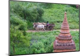 Farmer Driving an Ox-Cart, Bagan, Mandalay Region, Myanmar-Keren Su-Mounted Photographic Print