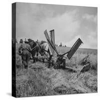 Farmer Harvesting Oats-John Phillips-Stretched Canvas
