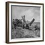 Farmer Harvesting Oats-John Phillips-Framed Photographic Print