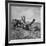 Farmer Harvesting Oats-John Phillips-Framed Photographic Print