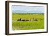 Farmer Herding Water Buffalo by the Kaladan River, Rakhine, Myanmar-Keren Su-Framed Photographic Print