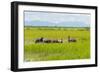 Farmer Herding Water Buffalo by the Kaladan River, Rakhine, Myanmar-Keren Su-Framed Photographic Print