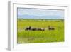 Farmer Herding Water Buffalo by the Kaladan River, Rakhine, Myanmar-Keren Su-Framed Photographic Print