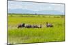 Farmer Herding Water Buffalo by the Kaladan River, Rakhine, Myanmar-Keren Su-Mounted Photographic Print