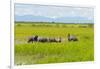 Farmer Herding Water Buffalo by the Kaladan River, Rakhine, Myanmar-Keren Su-Framed Photographic Print