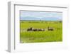 Farmer Herding Water Buffalo by the Kaladan River, Rakhine, Myanmar-Keren Su-Framed Photographic Print