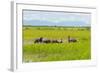 Farmer Herding Water Buffalo by the Kaladan River, Rakhine, Myanmar-Keren Su-Framed Photographic Print