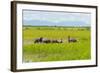 Farmer Herding Water Buffalo by the Kaladan River, Rakhine, Myanmar-Keren Su-Framed Photographic Print