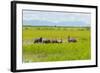 Farmer Herding Water Buffalo by the Kaladan River, Rakhine, Myanmar-Keren Su-Framed Photographic Print