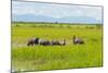 Farmer Herding Water Buffalo by the Kaladan River, Rakhine, Myanmar-Keren Su-Mounted Photographic Print