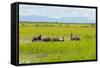 Farmer Herding Water Buffalo by the Kaladan River, Rakhine, Myanmar-Keren Su-Framed Stretched Canvas