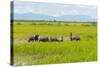 Farmer Herding Water Buffalo by the Kaladan River, Rakhine, Myanmar-Keren Su-Stretched Canvas