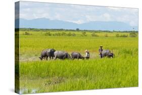 Farmer Herding Water Buffalo by the Kaladan River, Rakhine, Myanmar-Keren Su-Stretched Canvas